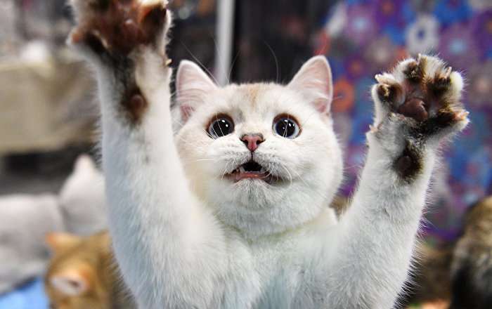 猫の寄生虫でヒトの統合失調症リスク向上か - Sputnik 日本