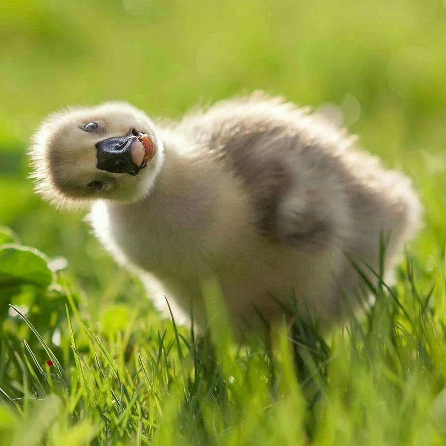 ヤンキーな動物の画像やGIFが集まるトピ