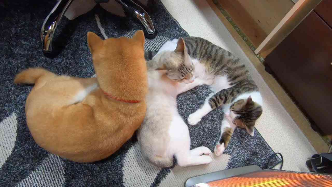 机の下に集まる3匹（猫2匹、犬1匹） - YouTube