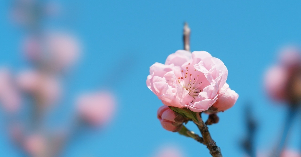 子宮内膜症 チョコレート嚢腫持ちで妊娠した方 ガールズちゃんねる Girls Channel