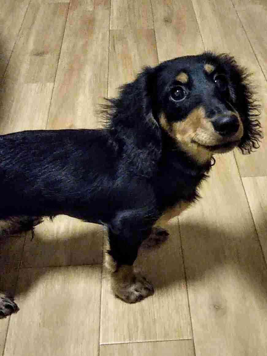 私の犬はなぜそんなによく寝るのですか?