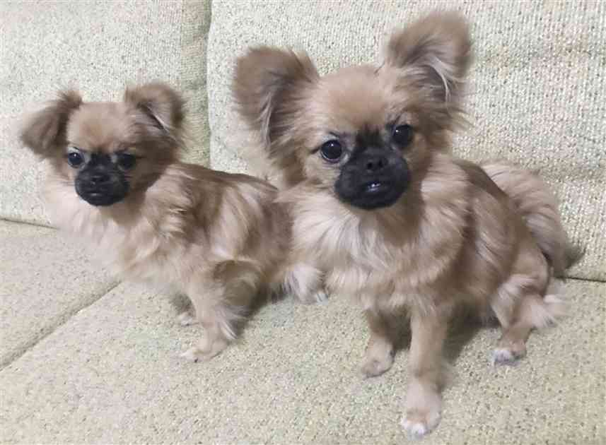 ペットのクローン販売、中国で拡大　犬580万円、猫380万円…「生命の尊厳を脅かす」規制求める声も