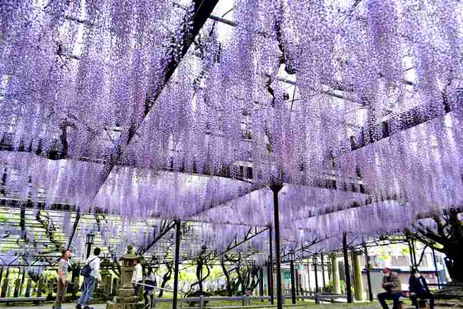 樹齢600年超“黒木の大藤”の花、刈り取りへ…人出多く苦渋の決断（西日本新聞） - Yahoo!ニュース