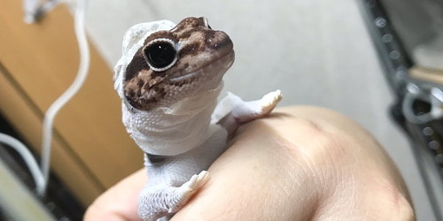 【ものによっては閲覧注意】私が衝撃を受けた画像を貼るトピ