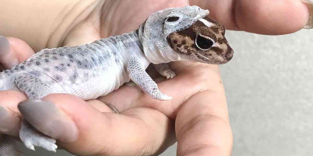 【ものによっては閲覧注意】私が衝撃を受けた画像を貼るトピ