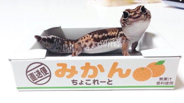 【ものによっては閲覧注意】私が衝撃を受けた画像を貼るトピ