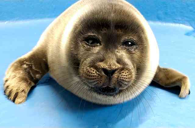ヒトじゃないよアザラシだよ　鳥羽水族館、愛称を配信へ