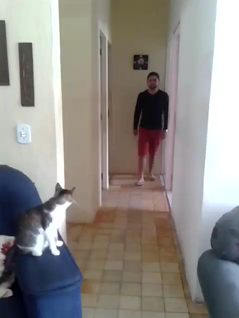 High Five Cat. #cats #catlovers #funnycats #katzen [Video] (With videos) | Cute funny animals, Funny animals, Cool cats