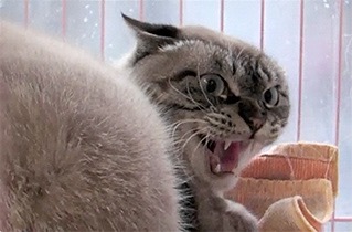 猫が嫌い