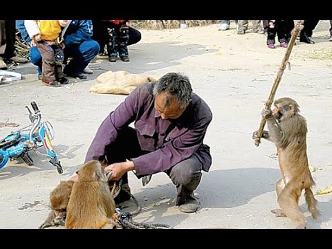 ヤンキーな動物の画像やGIFが集まるトピ