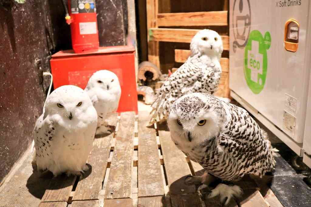 ヤンキーな動物の画像やGIFが集まるトピ