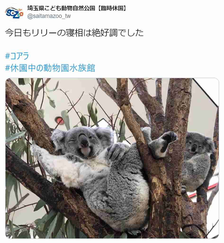 休園中の動物園がコアラのセクシーポーズを公開 「人はいってる？」「ウインクしてる」の声