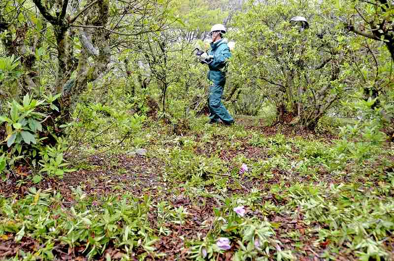 ツツジ名所、開花前に苦渋の刈り取り 鯖江市の西山公園、ＧＷの来場抑止で | 社会,催し・文化 | 福井のニュース | 福井新聞ONLINE