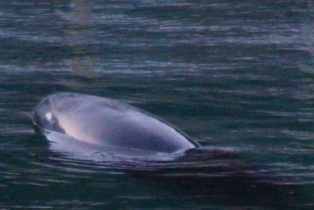 閉館した水族館に１頭…　イルカの「ハニー」死ぬ／銚子（千葉日報）　施設老朽化などで２０１８年１月末に閉館…｜ｄメニューニュース（NTTドコモ）