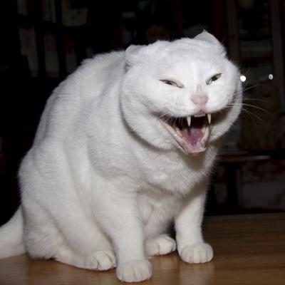 有名人を動物に例えて動物園をつくろう【悪口は禁止】