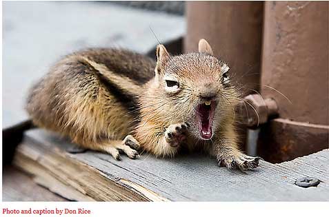 ヤンキーな動物の画像やGIFが集まるトピ