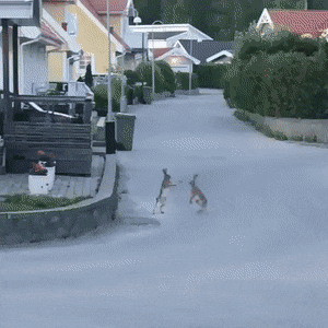 ヤンキーな動物の画像やGIFが集まるトピ