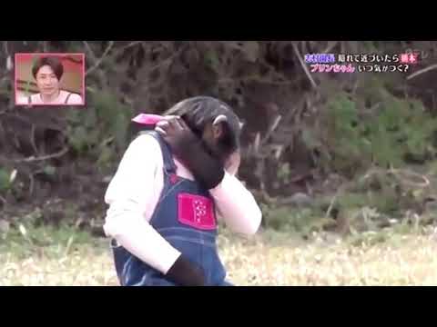 志村けん×プリンちゃん - YouTube