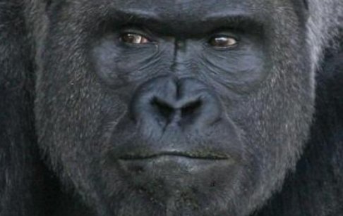 キリッとしてる動物たち