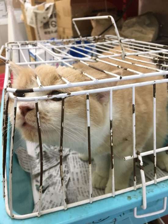 あまりに酷いペット店頭生体販売の実態。動物好きのスタッフも壊す惨状