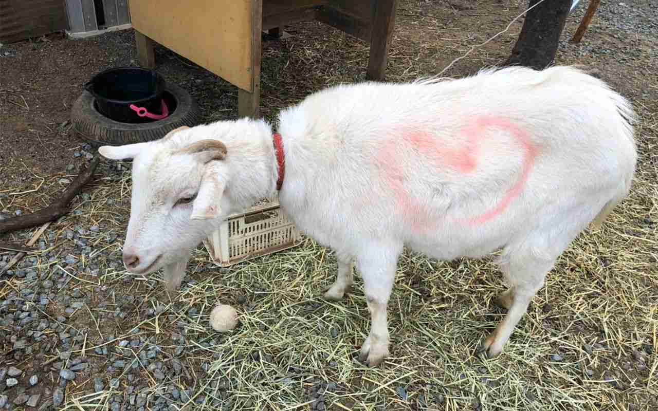 《不適切飼育を告発》「天才！志村どうぶつ園」の白井家　“飼い犬に殺処分危機”“ヤギに落書き” | 文春オンライン