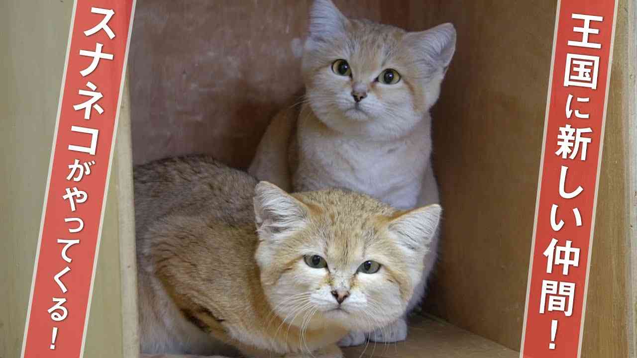 【3_20(金)より公開！】砂漠の天使！スナネコ♪ New friend of the kingdom is Sand cat - YouTube