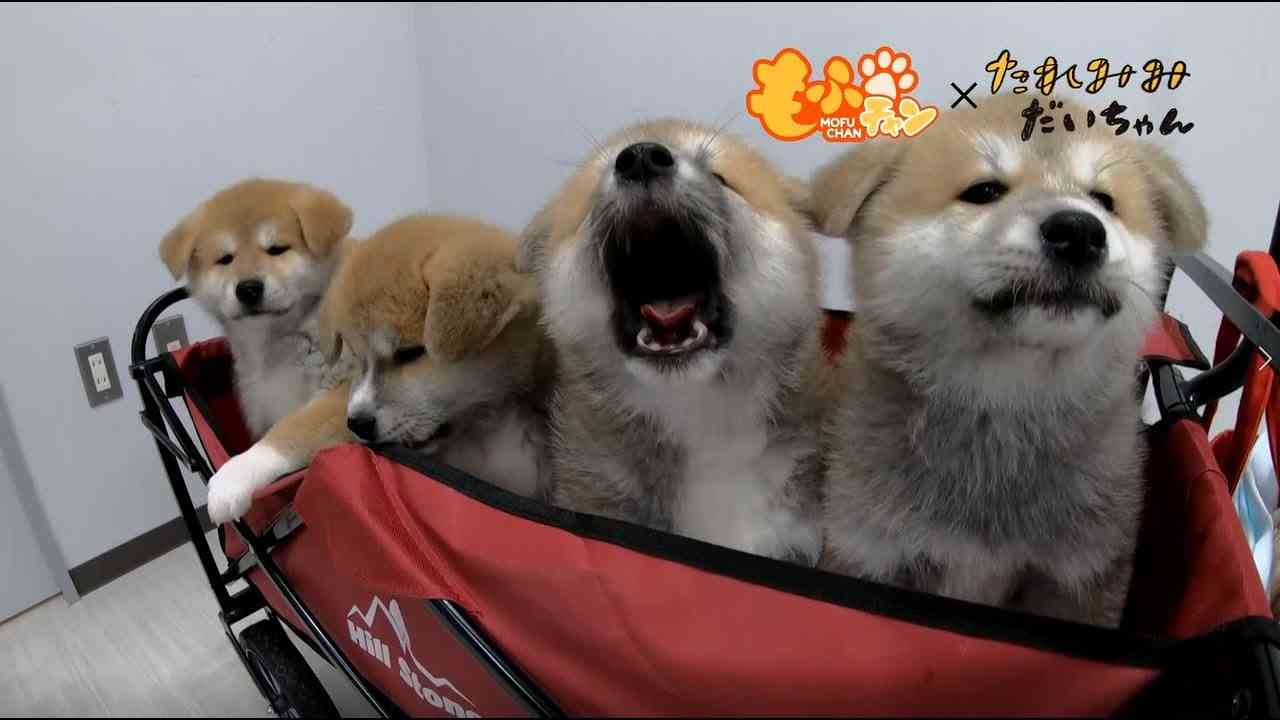 【悶絶注意】秋田犬の赤ちゃんが密集する空間 - YouTube