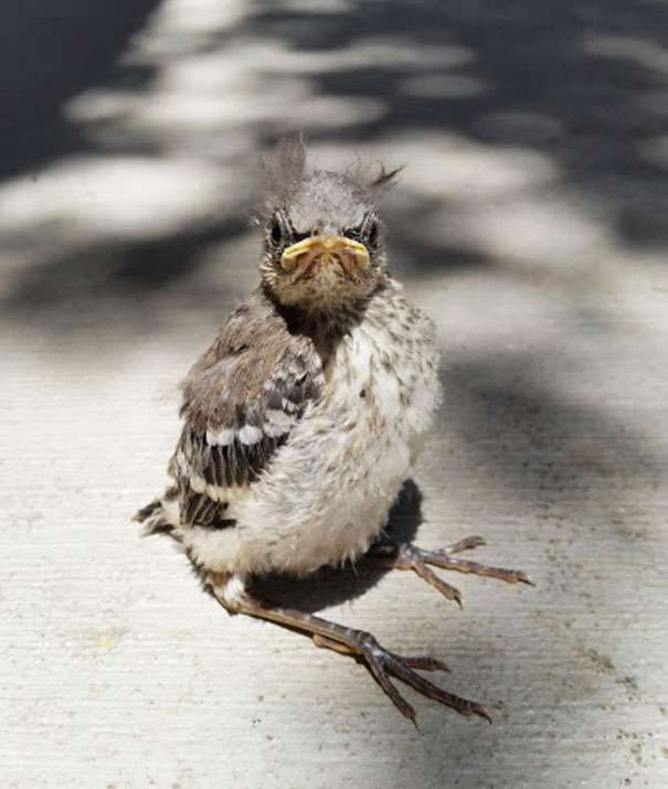 ヤンキーな動物の画像やGIFが集まるトピ