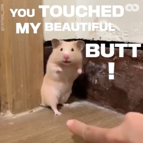 倉鼠隊長 on Instagram: “You touched my beautiful butt ！ ??? — //video editing is a genius //配音也好好笑  URL?: https://tmblr.co/ZZQNox2ng-T7R Edited by ?cats,beavers&…”