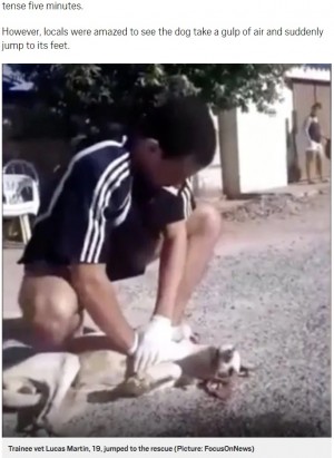 獣医見習いの19歳、路上で心肺停止の犬の命を救う（ブラジル）