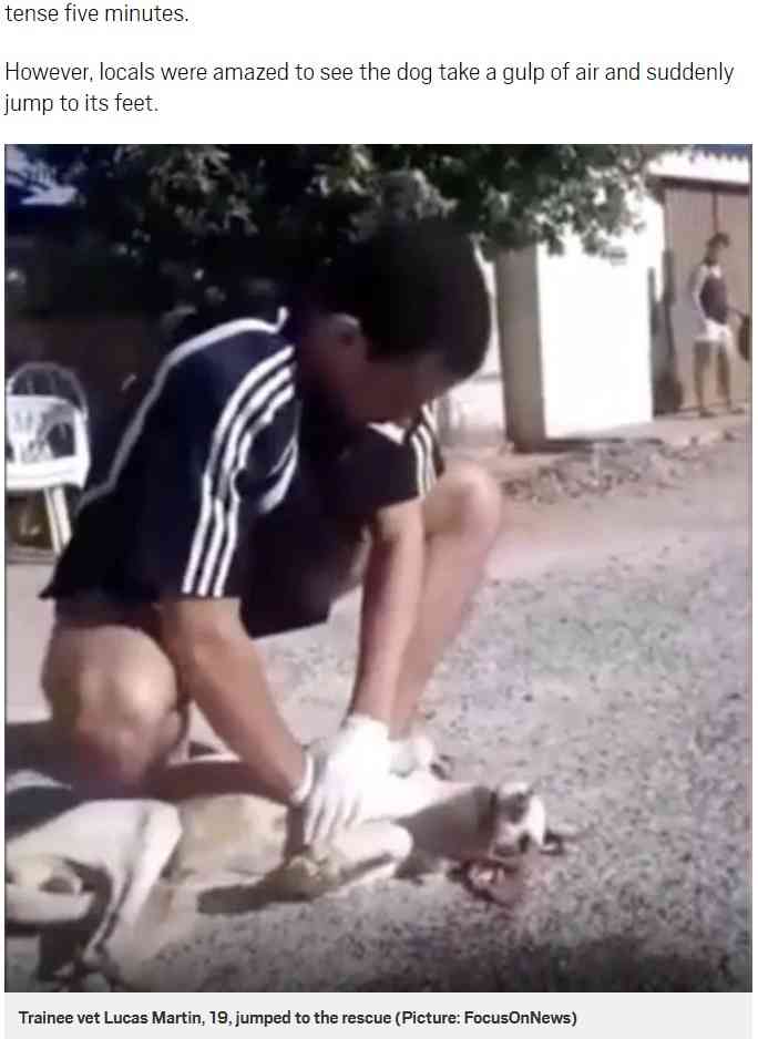 【海外発！Breaking News】獣医見習いの19歳、路上で心肺停止の犬の命を救う（ブラジル）＜動画あり＞ | Techinsight（テックインサイト）|海外セレブ、国内エンタメのオンリーワンをお届けするニュースサイト