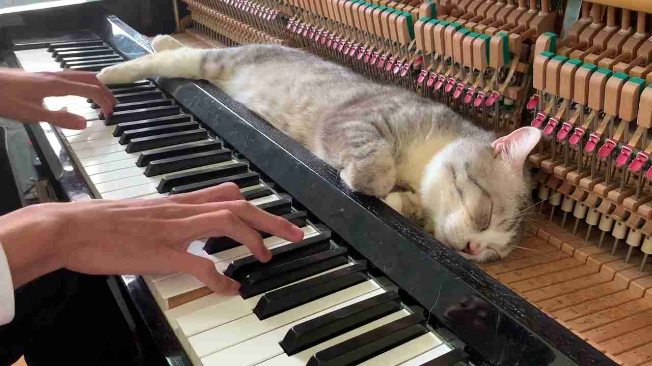The best lullaby for cat (Meowssage) - YouTube