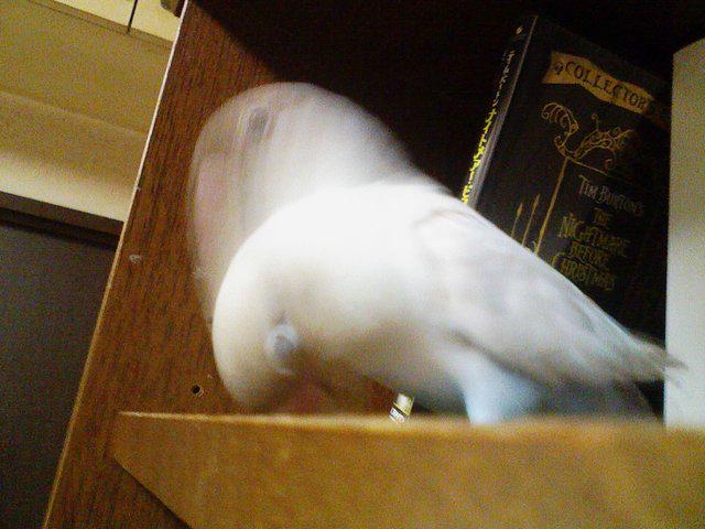 荒ぶる動物たち