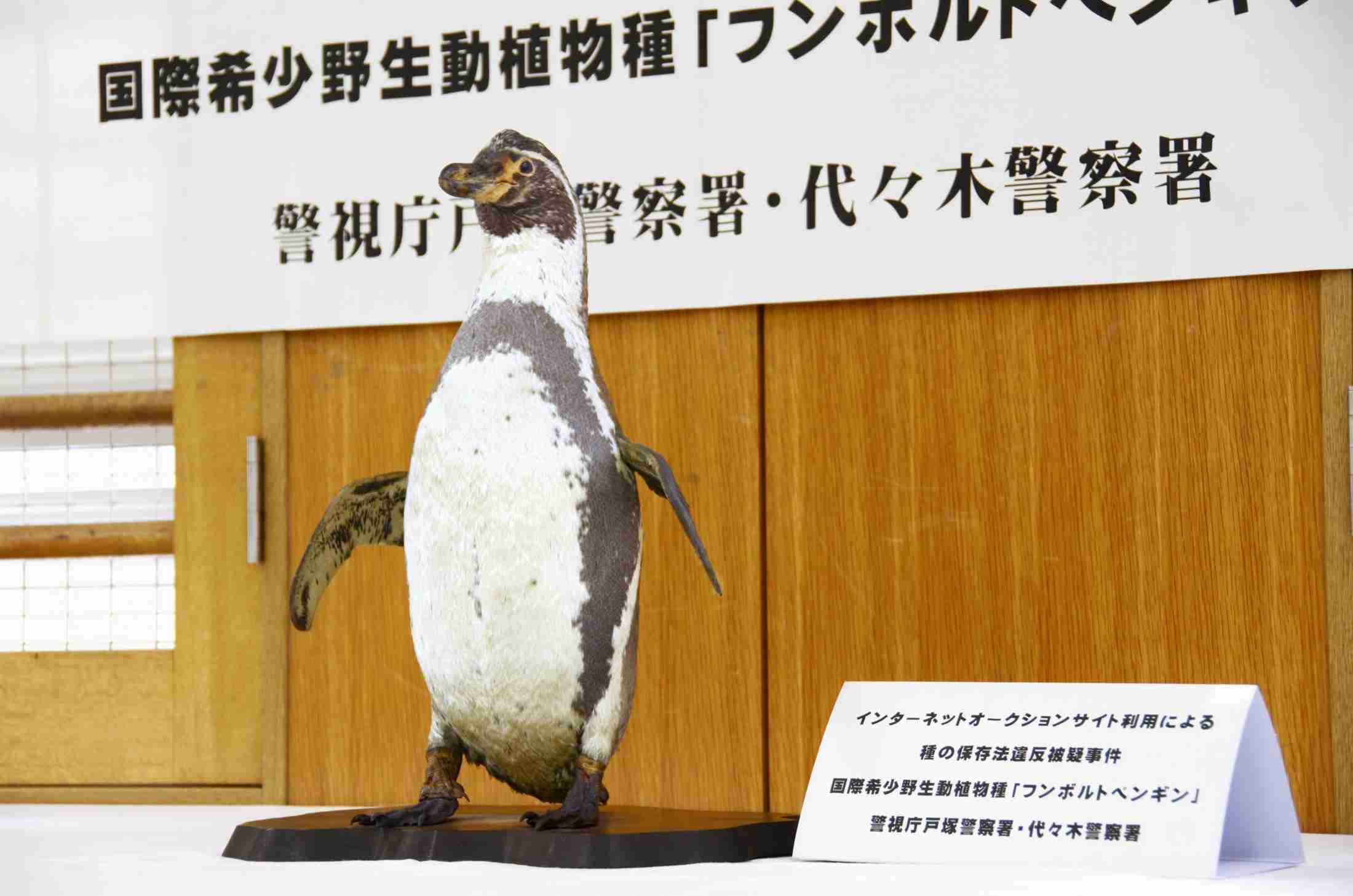 ペンギンの剥製売買の疑い　古物商の男性2人書類送検（共同通信） - Yahoo!ニュース