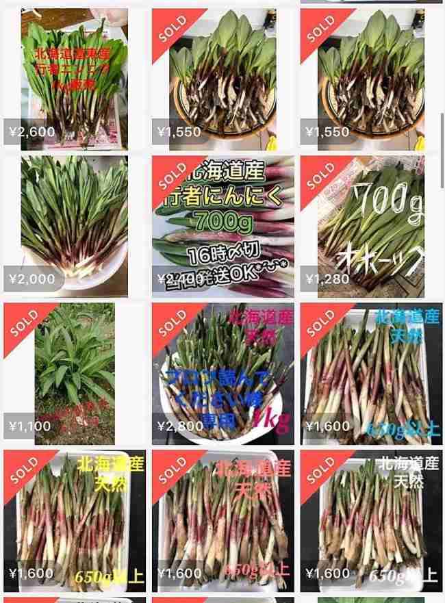 小遣い稼ぎの山菜採り、いいの？メルカリなどで出品相次ぐ　北海道や林野庁は「想定外」