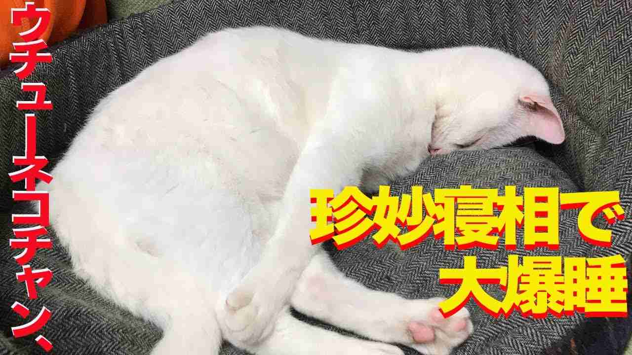 ウチューネコチャン、猫にあるまじき大爆睡を見せる　My spacecat is a sound sleeper - YouTube
