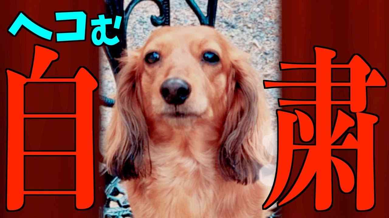 【自粛犬】緊急事態宣言における犬の気持ち4 - YouTube