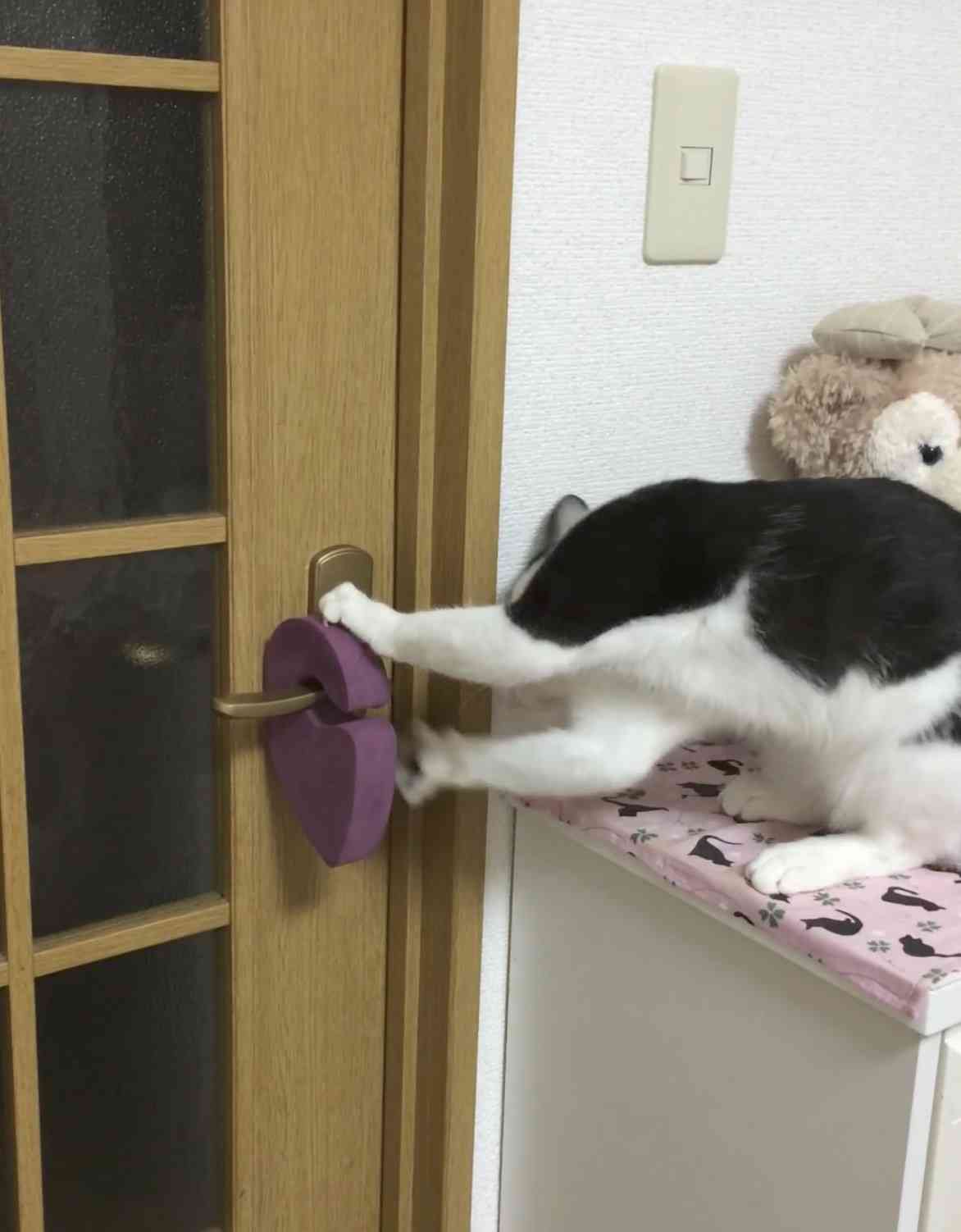 猫、ウォーターサーバーの仕組みを理解する