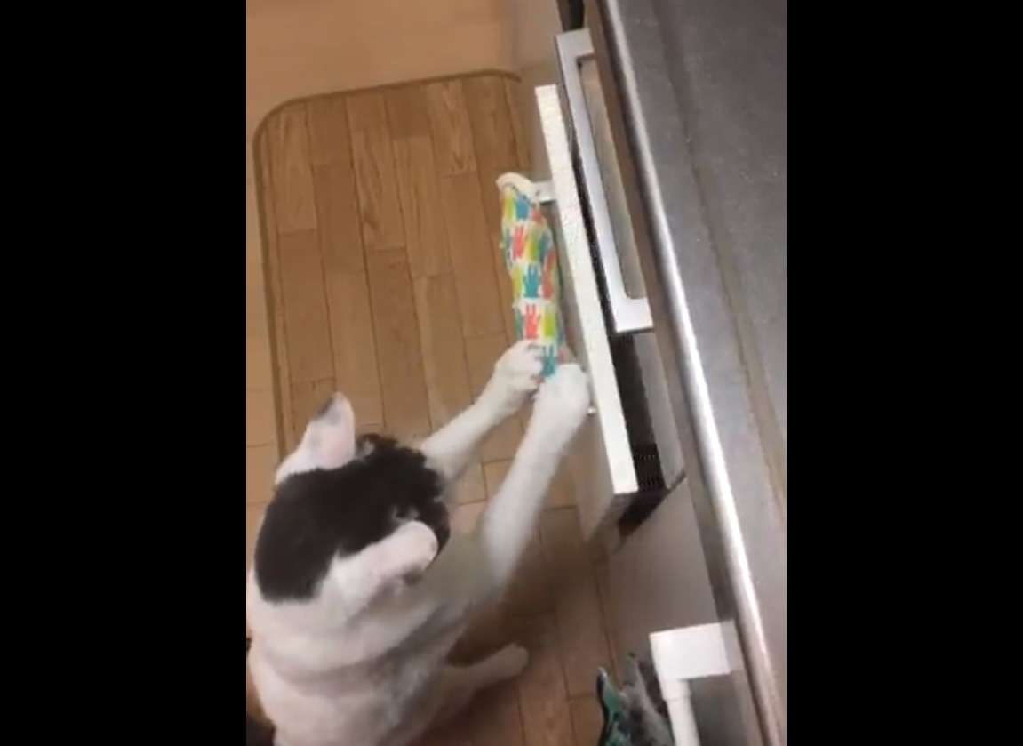 猫、ウォーターサーバーの仕組みを理解する