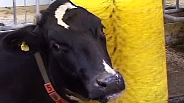 ぐるんぐるん。気持ちよくってもうたまらん！ウシさんたちが大好きな回転ブラシをどうぞ : マランダー