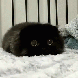 まん丸な目の動物たち