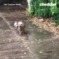 いいね！話題のニュース速報 - 雨の中の小さな野良猫を救った心優しい子 | Facebook