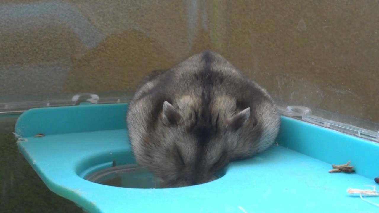 Hamster Fail 穴に落ちるハムスターまる。 - YouTube