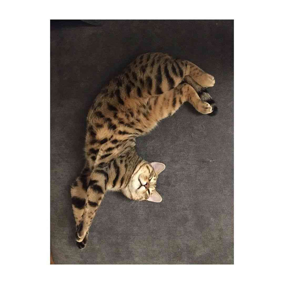 二階堂ふみ 不思議なデザート写真投稿 宙に浮いてる?猫の遠近感が…