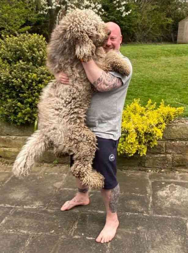 大型犬との暮らし