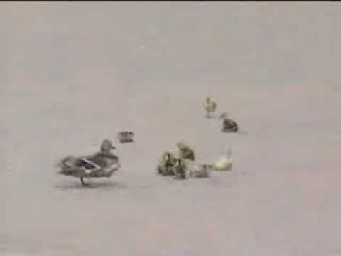 DUCK AND HER DUCKLINGS VS VERY STRONG WIND - YouTube