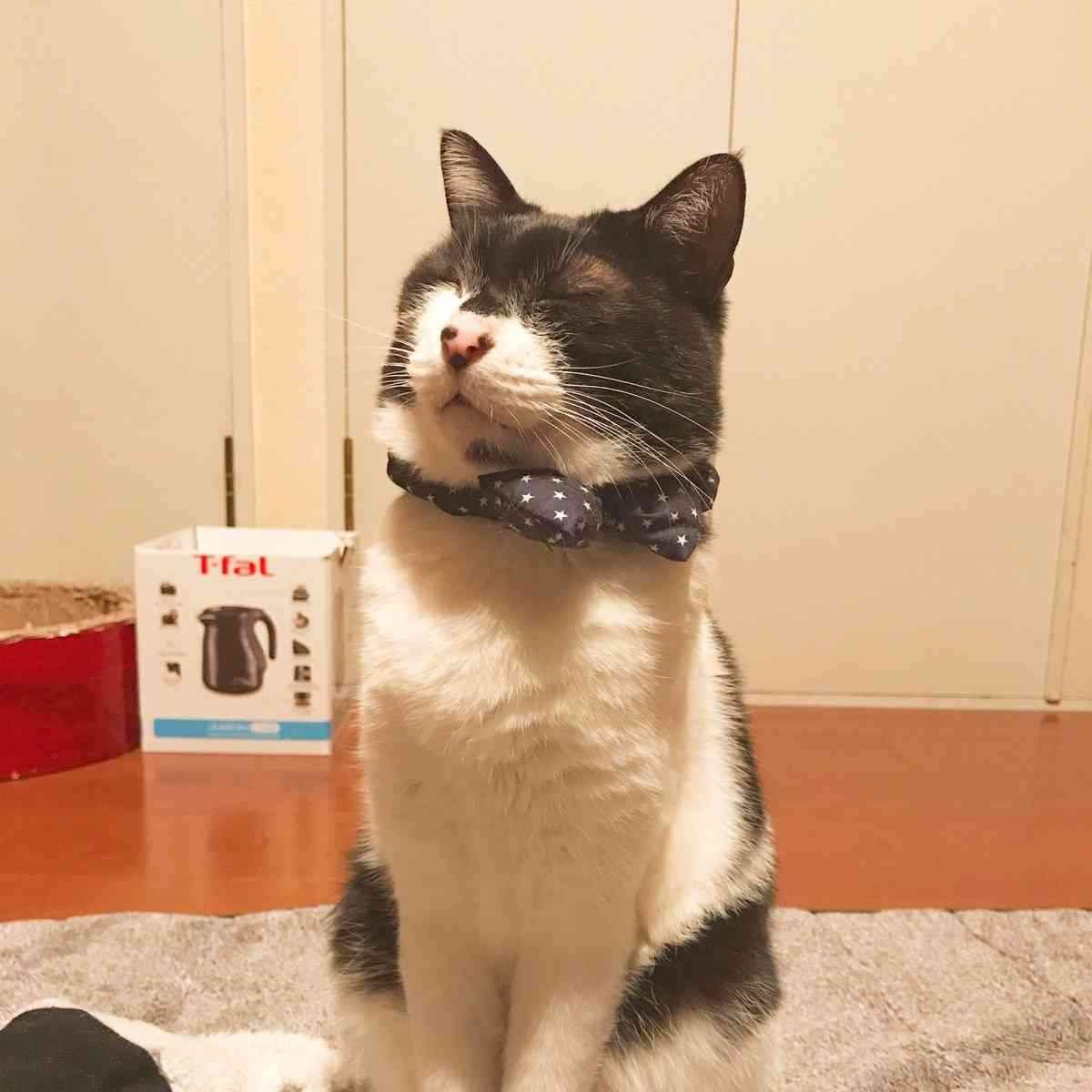 「嘘みたいだろ…？寝てるんだぜ、これ……」 自由過ぎるにゃんこの寝相がTwitterで大人気に