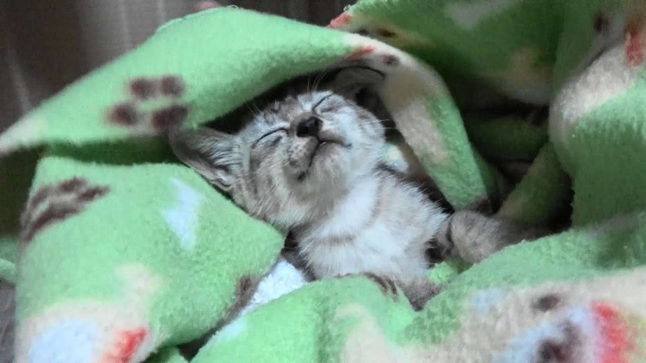野良子猫　雨の夜にやって来た男の子 - YouTube