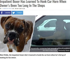 「早く買い物を終わらせて!」車の中でクラクションを鳴らす短気な犬(米)