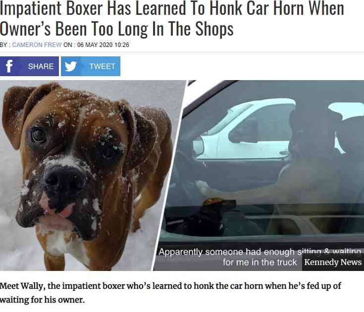 「早く買い物を終わらせて！」車の中でクラクションを鳴らす短気な犬（米）